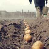 Pravilna sadnja krompira u lenjingradskoj oblasti